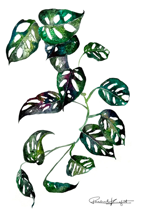 WILD CASCADE SWISS CHEESE VINE No. 2 | MONSTERA ADANSONII STUDY