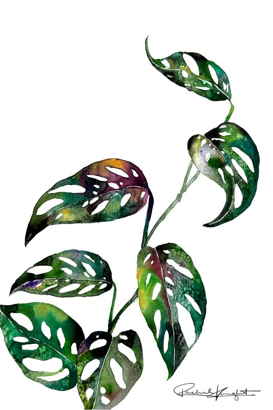 WILD ASCENT SWISS CHEESE VINE No. 1 | MONSTERA ADANSONII STUDY